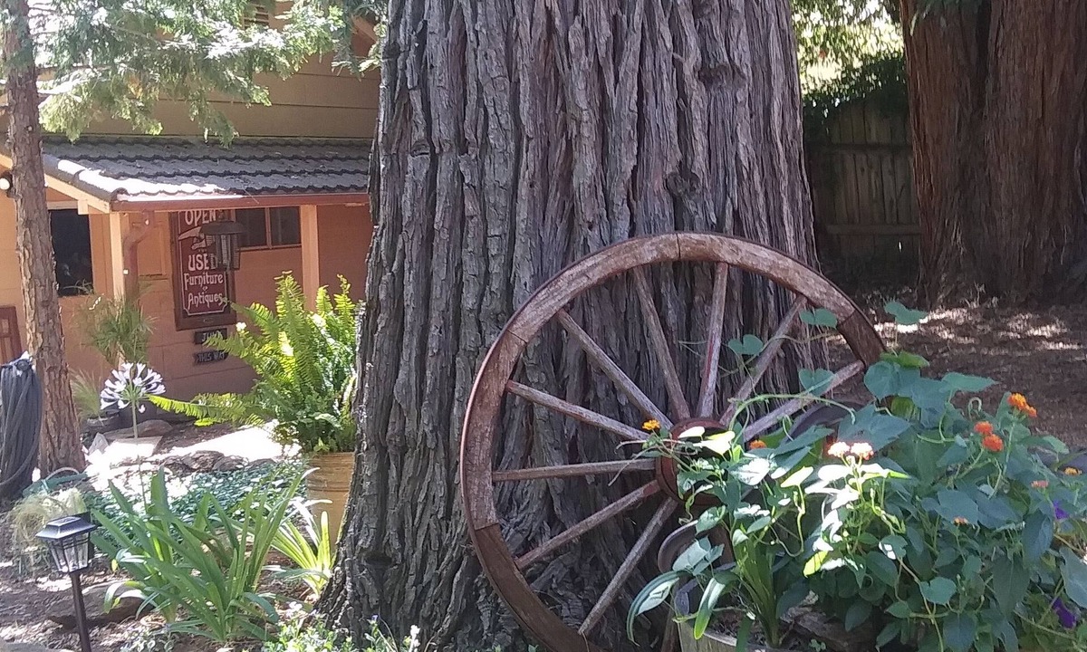 Sutter Creek House | Coming Soon. Cozy little Bungalow apartment nestled under the Sequoia
